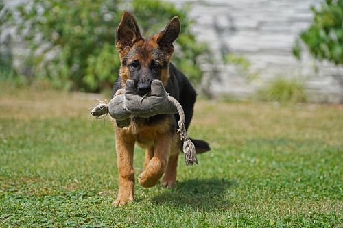 Schapenhond (puppy) draagt knuffel