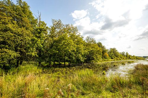 Natuurgebied Fochteloërveen