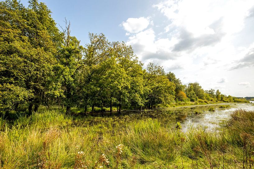Fochteloërveen nature reserve by Antje Verleg-Dijk