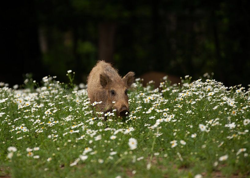 Wild Boar by Corrie Post