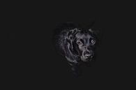 Dog in 50 shades of black von Elianne van Turennout Miniaturansicht