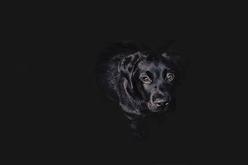 Elegante Zwarte Labrador Retriever op Duistere Achtergrond – Mysterie en Schoonheid in Fotografie van Elianne van Turennout