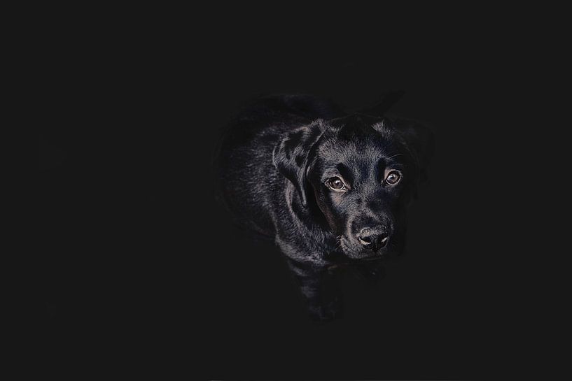 Dog in 50 shades of black von Elianne van Turennout