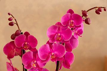 Orchid by Jaap Mulder