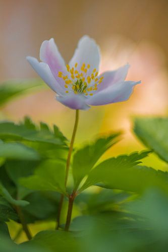 De bosanemoon (Anemone nemorosa)