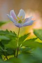 De bosanemoon (Anemone nemorosa) van Lisa Antoinette Photography thumbnail