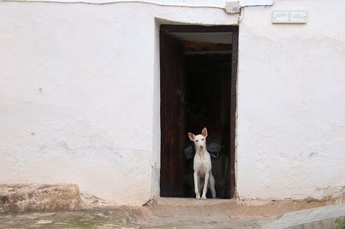 Wer sind Sie? von Jan Katuin