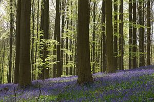 Hallerbos in het voorjaar