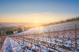 Verschneiter Weinberg bei Sonnenuntergang in der Nähe von Radda im Chianti, Toskana von Stefano Orazzini