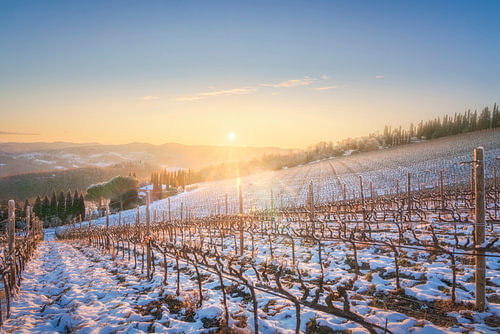 Verschneiter Weinberg bei Sonnenuntergang in der Nähe von Radda im Chianti, Toskana von Stefano Orazzini