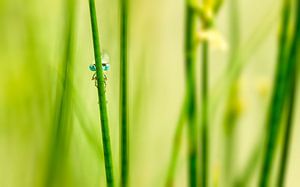 Libelle am Wasser von Martijn Kort