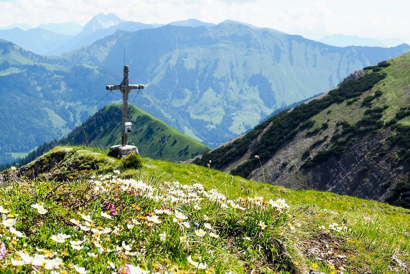 Alpenbloemen - kleurrijke natuurfotografie uit de bergen. Koop nu een muurschildering of canvas en ervaar de diversiteit van alpenbloemen. van Miriam Schwarzfischer Fotografie
