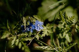 Flower by Myrthe Vlasveld