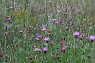 Fleurs sauvages par Shirley Douwstra Aperçu