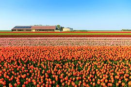 Tulpenvelden in de lente