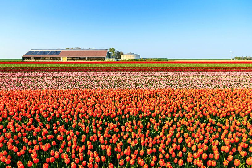 Tulpenvelden in de lente van Dennis van de Water