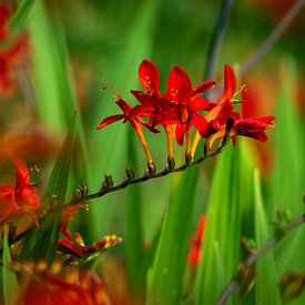 Rode crocosmia van Eline Bouwman