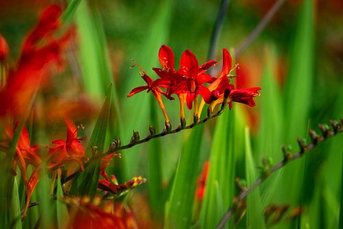 Red crocosmia