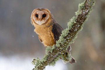 Barn Owl in the Snow by Teresa Bauer