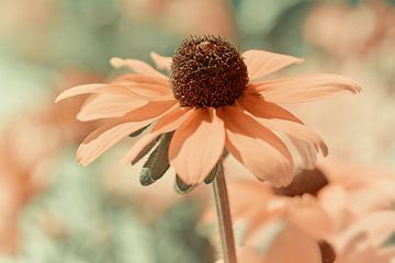 Coneflower by Violetta Honkisz