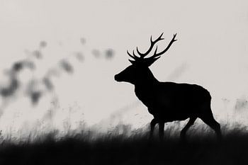 Silhouette d'un cerf rouge à l'aube