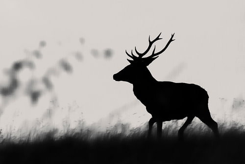 Silhouet van een edelhert bij zonsopgang