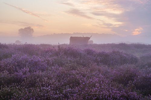 Lande brumeuse et pourpre avec les Highlanders écossais