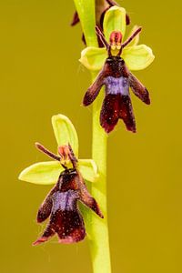Mouche orchidée