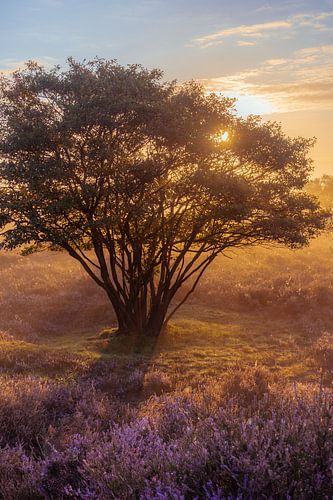 Zonsopkomst op de heide in Bussum