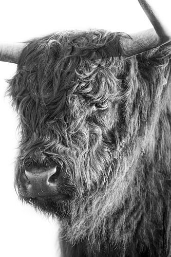 Scottish Highlander