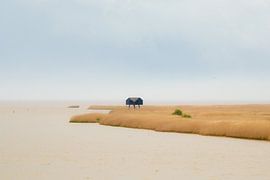 Die Ruhe von Kiekkaaste von Deborah Ruijper-Scholtus