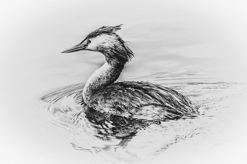 Grebe (black and white) by Fotografie Jeronimo