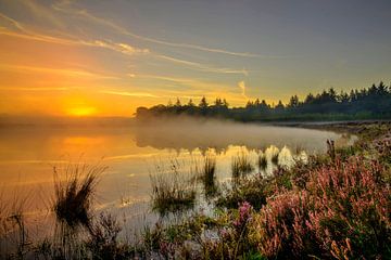 lever de soleil brumeux dans les landes sur rik janse