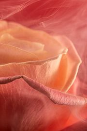 Vurige elegantie - Rook om de roos van Marjolijn van den Berg