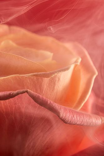 Feurige Eleganz – Rauch um die Rose von Marjolijn van den Berg