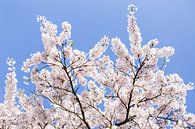 Blauwe lucht met witte bloesem bloemen van Evelien Oerlemans thumbnail