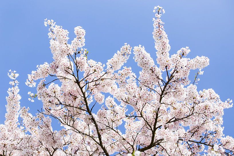 Blauwe lucht met witte bloesem bloemen van Evelien Oerlemans