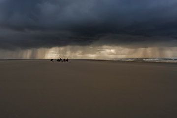 Horses