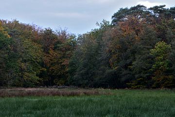 Herbstlicher Waldrand von Gerard de Zwaan