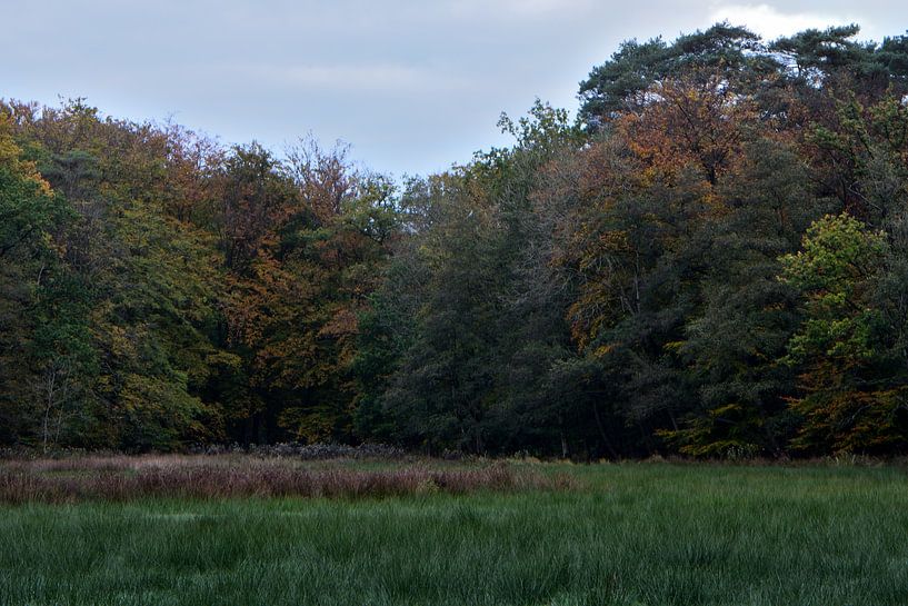 Autumnal forest edge by Gerard de Zwaan