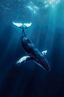 Bultruggen / Walvissen in de oceaan