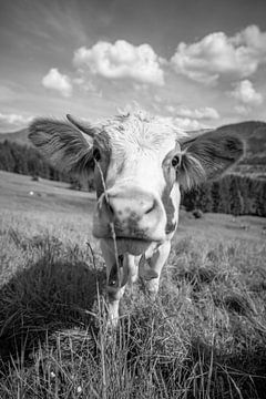Adorable vache de l'Allgäu en noir et blanc sur Leo Schindzielorz