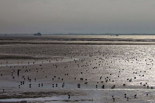 Droogvallend Wad
