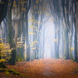 Herbstfarben im Wald an einem nebligen Morgen von Original Mostert Photography