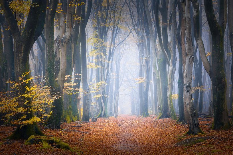 Herfstkleuren in het bos tijdens een mistige ochtend van Original Mostert Photography