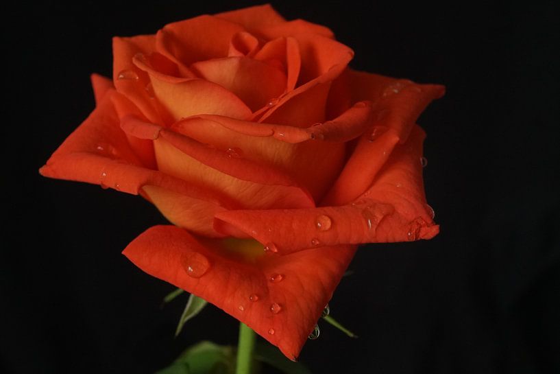 Rose by Bennie Eenkhoorn