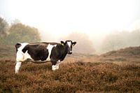 Une vache dans le brouillard à Drenthe