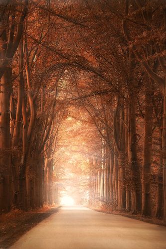 Majestic road