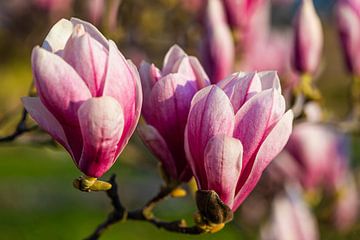 Magnolia bloesem in de lente van Werner Dieterich