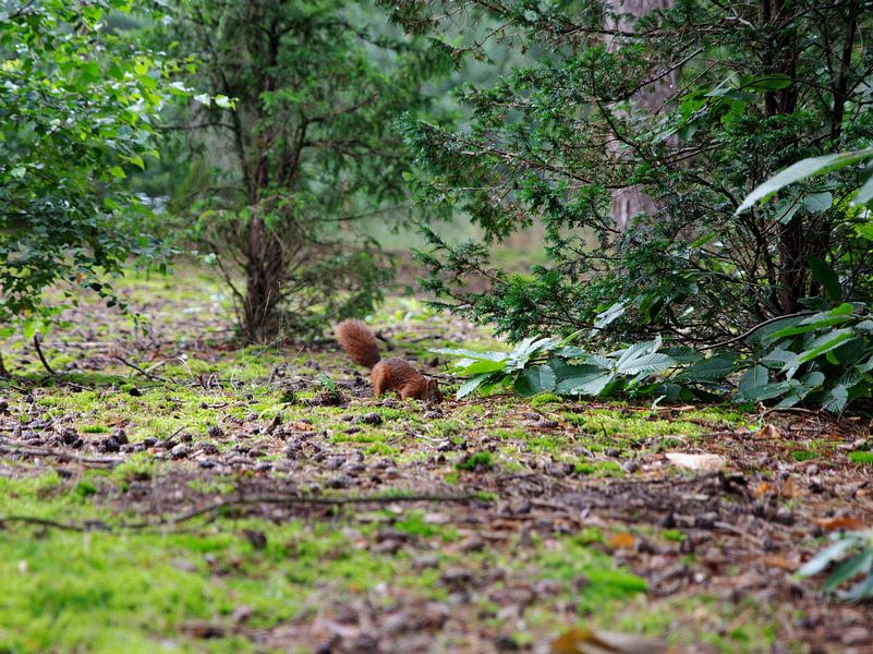 squirrel Landal Reuver by Henriette Tischler van Sleen
